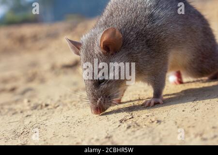 Rat-Niviventor confucianus, Dimapur, Nagaland, Inde Banque D'Images