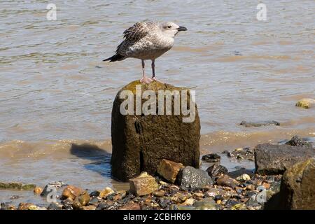 Jeune mouette perchée sur une pierre Banque D'Images