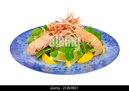 Crevettes entières fraîchement cuites de la baie de Dublin également connues sous le nom de langoustine et scampi sur une plaque bleue isolée sur un blanc arrière-plan Banque D'Images