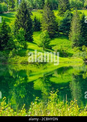 Forêt verte jolie belle nature préservée environnement naturel saison du printemps Dans le lac de Mrzla vodica en Croatie Europe Banque D'Images