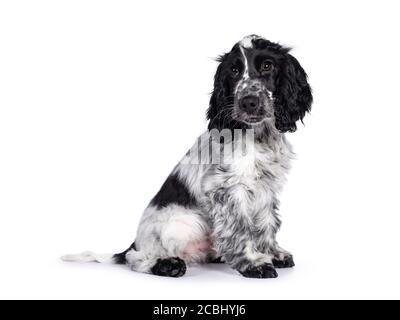 Mignon jeune chien de Cockerspaniel bleu, assis sur les côtés. Regarder à côté de l'appareil photo avec les yeux marron foncé. Isolé sur fond blanc. Banque D'Images