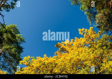 Arbres d'automne contre un ciel bleu clair. Chênes jaunes et grands pins verts dans le parc d'automne par une journée ensoleillée. Arrière-plan de chute lumineux. Couleurs éclatantes Banque D'Images