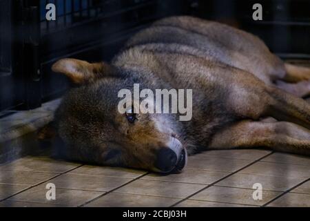 S'ennuyer le loup dans une cage Banque D'Images