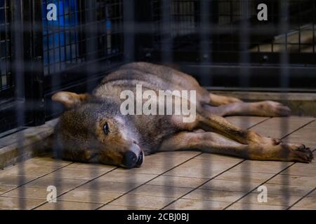 S'ennuyer le loup dans une cage Banque D'Images