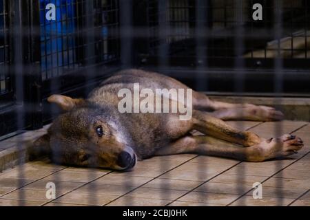 S'ennuyer le loup dans une cage Banque D'Images