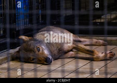 S'ennuyer le loup dans une cage Banque D'Images