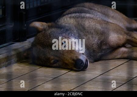 S'ennuyer le loup dans une cage Banque D'Images