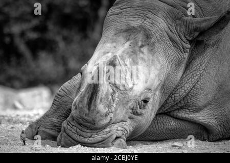 Le pari blanc semble très courageux de venir si près de ce rhinocéros blanc géant. Le rhinocéros était totalement détendu et ignorait l'oiseau. Banque D'Images