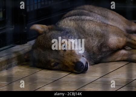 S'ennuyer le loup dans une cage Banque D'Images