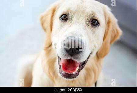 Vue rapprochée d'un beau museau de retriever doré à l'intérieur Banque D'Images