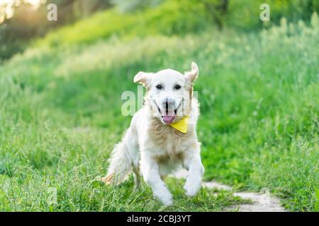 Golden Retriever chien courant sur l'herbe verte en été Banque D'Images