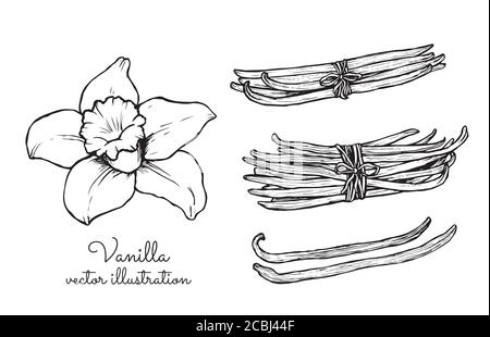 Collection de bonches de fleurs et de bâtons de vanille millésimés Illustration de Vecteur