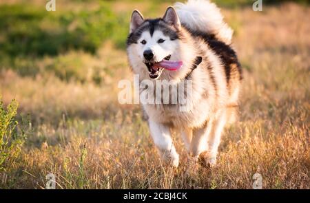 malamute d'Alaska tournant sur un terrain Banque D'Images