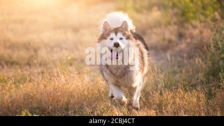 malamute d'Alaska tournant sur un terrain Banque D'Images