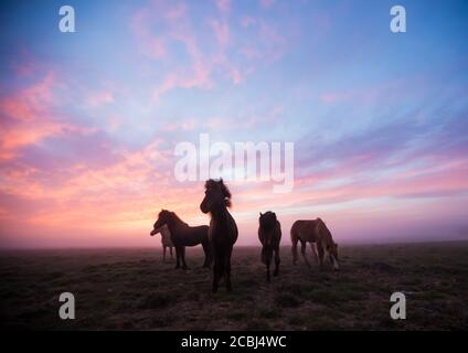 Groupe de chevaux islandais au beau coucher du soleil. Paysage mystique et dramatique avec ciel coloré. Banque D'Images