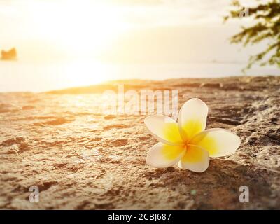 Frangipani, Plumeria fleur au sol avec coucher du soleil sur la plage de la mer Banque D'Images