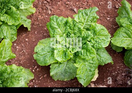 Salade de laitue au beurre de chêne vert frais, feuilles de légumes (salade) dans la ferme biologique Banque D'Images