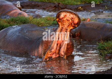 Un grand taureau Hippo « Yawns » est exposé et montre son redoutable éventail de dents qui peuvent être mais à usage mortel si un concours devient sérieux avec un rival. Banque D'Images