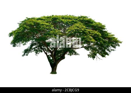 Le grand arbre isolé sur fond blanc. Concepts d'environnement. Banque D'Images