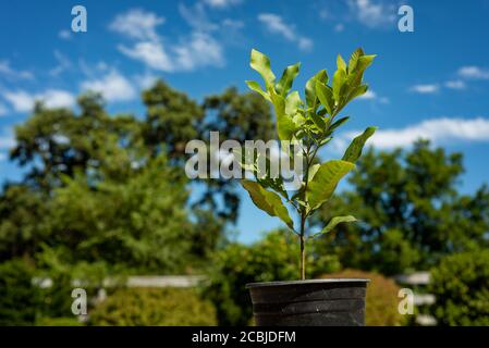 Jeunes plants de pecan, plantules de pecan plantées dans une pépinière Banque D'Images