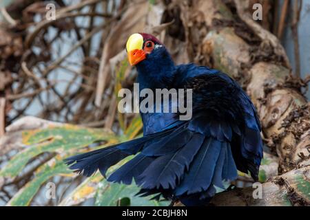 Un Turaco violet, également connu sous le nom de manteur de plantain violacé (Musophaga violacea), est un grand turaco, un groupe de plumes d'otidimorphae africaines Banque D'Images