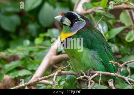 Barbet touffeté au feu (Psilopogon pyrolophus) Un oiseau tropical vert originaire de Sumatra et de la Malaisie Peninsula montrant son magnifique vert feathe Banque D'Images