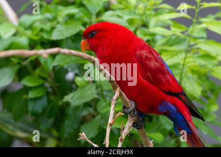 Le lory rouge (EOS bornea) perché dans la forêt tropicale sur une branche d'arbre, une espèce de perroquet de la famille des Psittaculidae. Banque D'Images