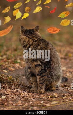 Tabby à pois beau chat. Jeune chaton assis dans le feuillage de la forêt d'automne. Banque D'Images