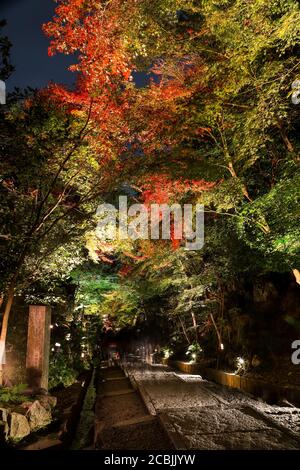 Feuillages d'automne illuminés dans le temple Kodai-ji Banque D'Images