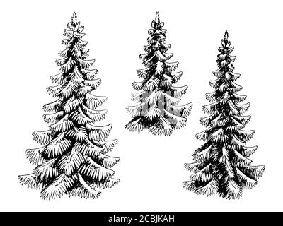 Illustration d'un schéma d'esquisse isolé noir blanc de l'ensemble d'arbres de sapin vecteur Illustration de Vecteur