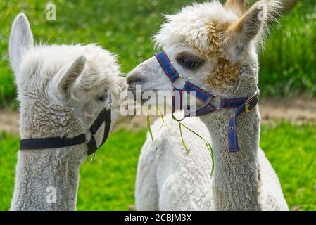 blanc alpaga mignon dans un champ d'herbe verte lors d'une journée ensoleillée d'été. Banque D'Images