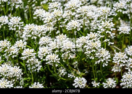 Une photographie plein cadre de fleurs blanches de candytuft dans le soleil de printemps Banque D'Images