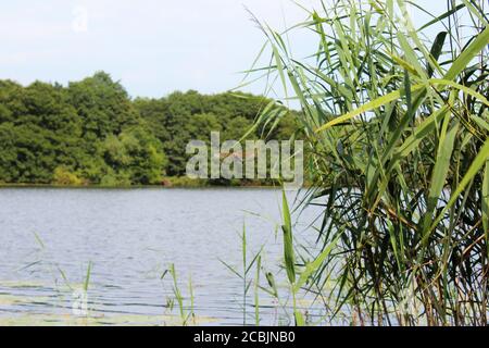 Paysage du lac Pickmere, inc roseaux et arbres avec une libellule volant à Cheshire, Angleterre Banque D'Images