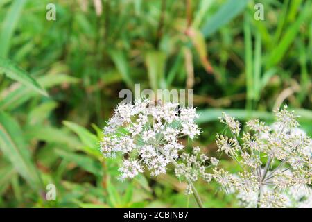 Gros plan d'une plante valériane (Valeriana officinalis) dans le désert de Pickmere, en Angleterre Banque D'Images