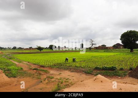 Cette scène montre deux agriculteurs africains travaillant sur une ferme de riz près d'une ville par jour de pluie. Banque D'Images