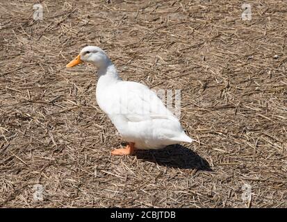 L'itinérance gratuite de White American Pekin Duck par temps ensoleillé Dans le Kentucky rural Banque D'Images