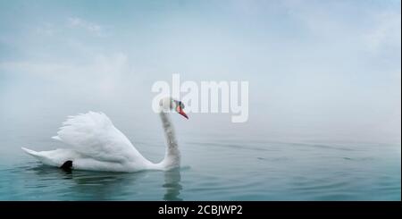 Magnifique cygne blanc nageant dans l'eau. Nature artistique avec oiseau sauvage et brume de rivière. Arrière-plan du papier peint animal sauvage. Banque D'Images