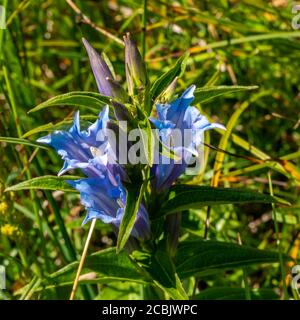 Blaue Enziane auf einer Alpwiese, Brand, Vorarlberg, Autriche. Kochscher Enzian, Gentiana acaulis, hellblaer Enzian, offene und geschlossene Blüten Banque D'Images