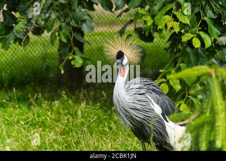 grue à couronne grise ou balearica regulorum gibericeps. Grue couronnée africaine - oiseau national ougandais. Grue à crête dorée - sur fond vert. Banque D'Images