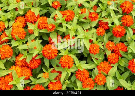 Zinnia Marylandica Profusion Double Zahara incendie ou Double feu Zinnia Ou Zinnia Double Zahara feu et coloré lit de fleur de fleurs d'orange Banque D'Images