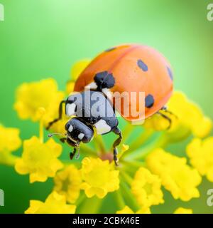 Coccinelle rampant sur une macro de fleur verte Banque D'Images