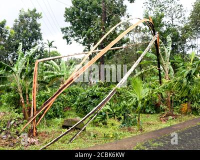 Arec arbre de noix brisé en morceaux et tombé sur la ligne électrique par le vent fort de mousson, calamité naturelle Banque D'Images