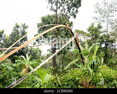 Arec arbre de noix brisé en morceaux et tombé sur la ligne électrique par le vent fort de mousson, calamité naturelle Banque D'Images