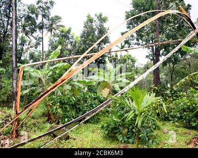 Arec arbre de noix brisé en morceaux et tombé sur la ligne électrique par le vent fort de mousson, calamité naturelle Banque D'Images