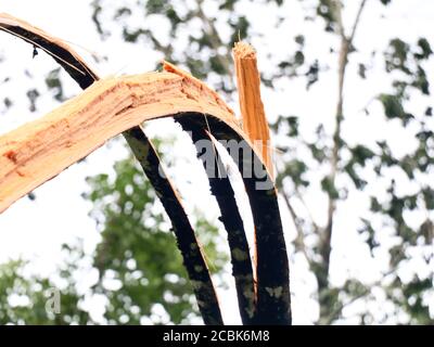 Arec arbre de noix brisé en morceaux par fort vent de mousson, calamité naturelle Banque D'Images