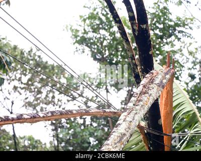 Arec arbre de noix brisé en morceaux et tombé sur la ligne électrique par le vent fort de mousson, calamité naturelle Banque D'Images