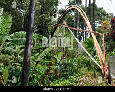 Arec arbre de noix brisé en morceaux et tombé sur la ligne électrique par le vent fort de mousson, calamité naturelle Banque D'Images