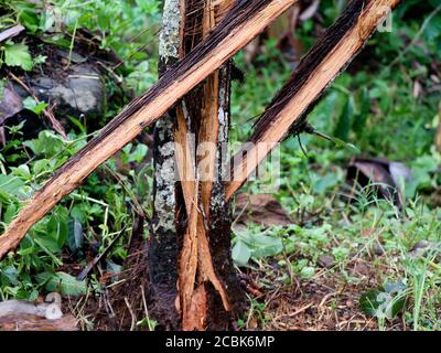 Arec arbre de noix brisé en morceaux par fort vent de mousson, calamité naturelle Banque D'Images