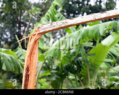 Arec arbre de noix brisé en morceaux par fort vent de mousson, calamité naturelle Banque D'Images