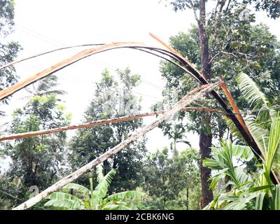 Arec arbre de noix brisé en morceaux et tombé sur la ligne électrique par le vent fort de mousson, calamité naturelle Banque D'Images